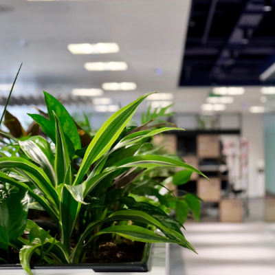 Office Greenery - Trayport